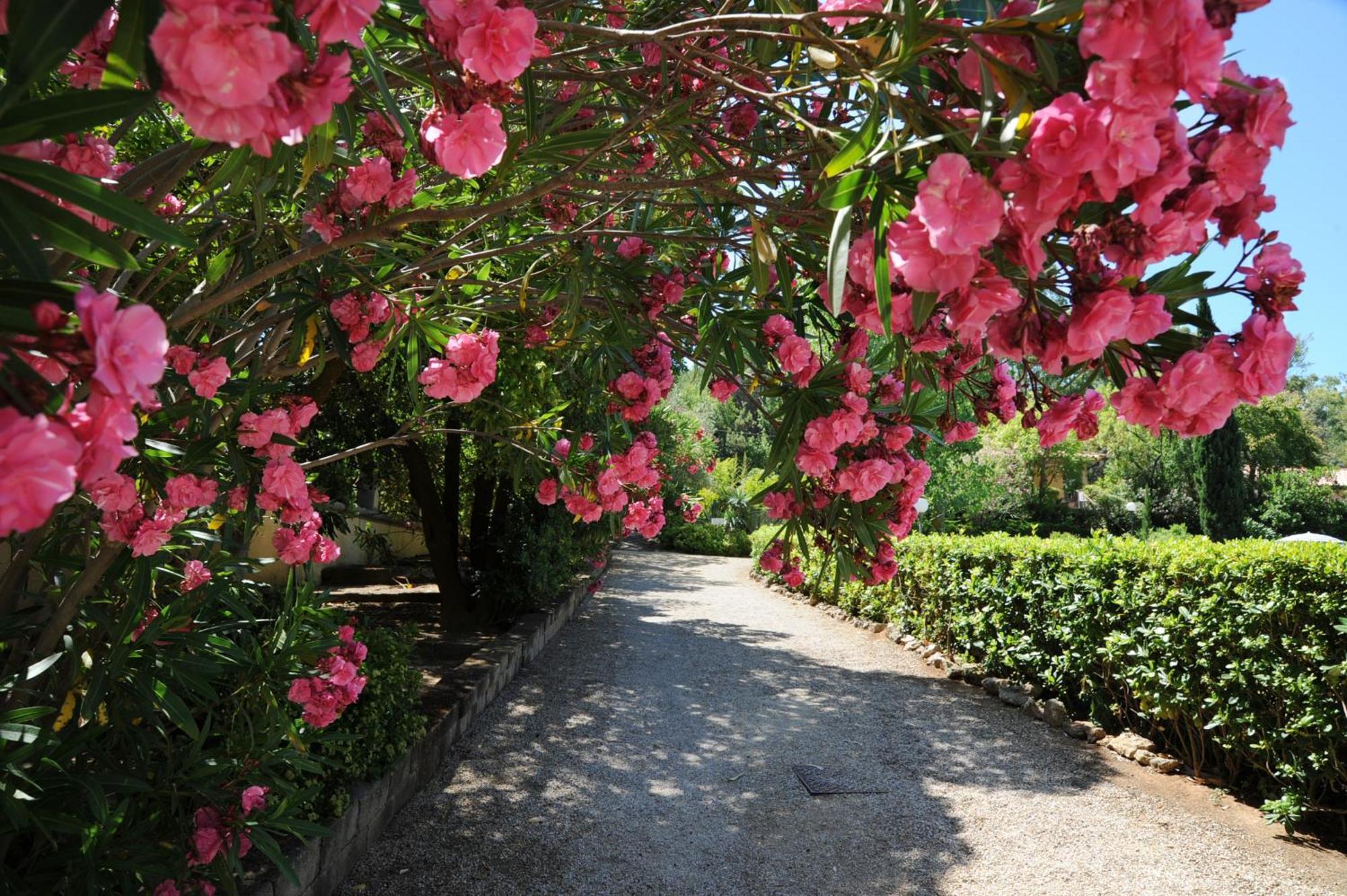 Villa Teresa Porto Azzurro Exterior photo